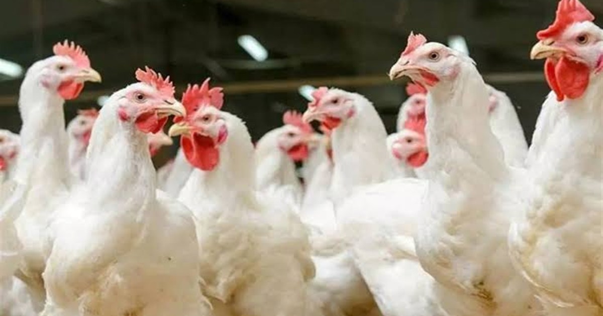 Ranchi Bird Flu Alert 