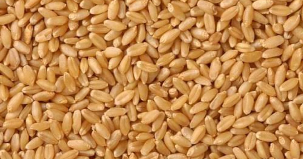 Wheat procurement has started in Bihar, getting higher price