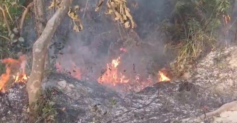 Fire broke out in Valmiki Nagar Tiger Reserve forest, damage