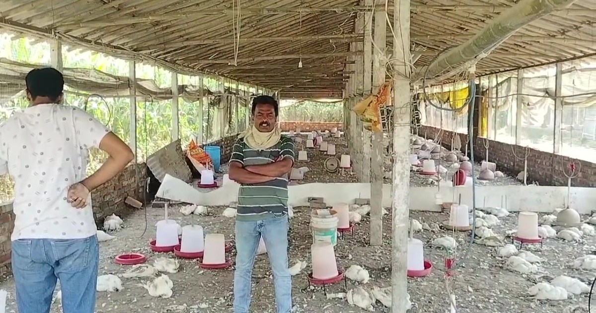 3000 chickens died in 2 days in Katihar, chicken farmers in 