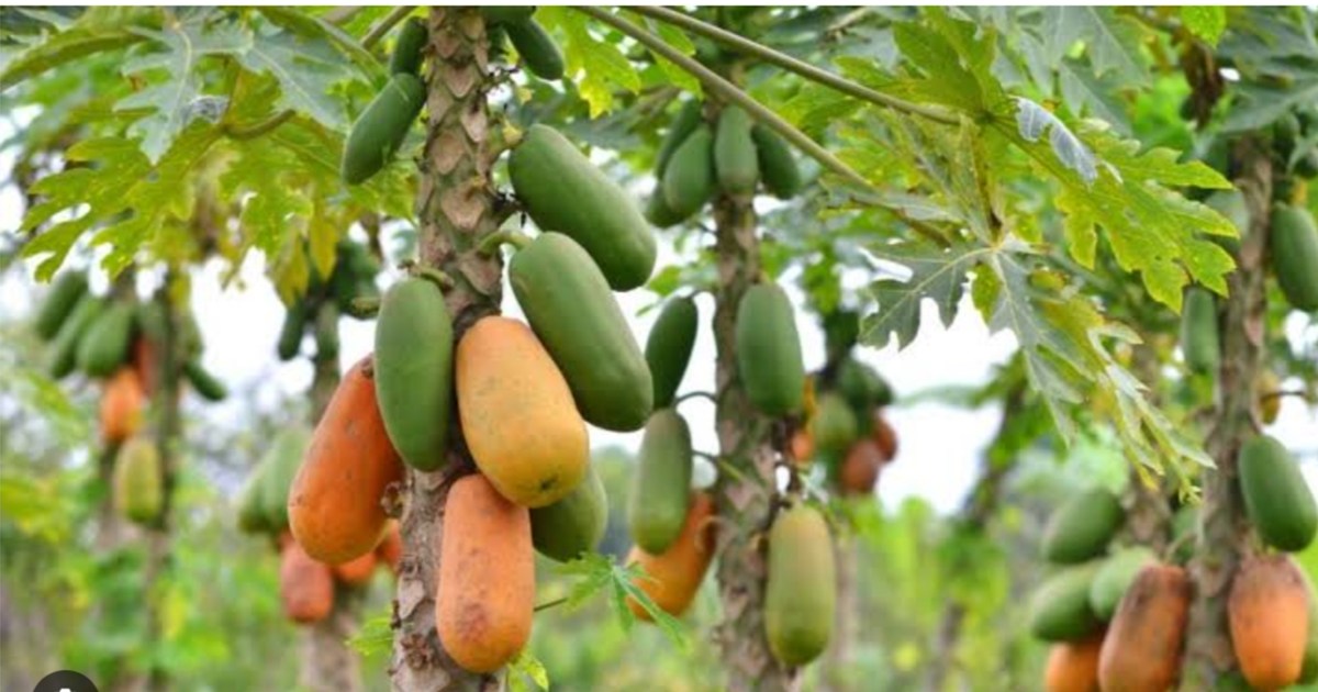 Horticulture mission benefits farmers, 75% subsidy on crops 