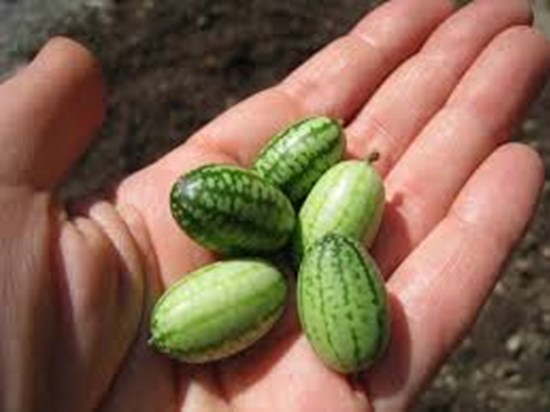 mouse melon health benefits mouse melon health benefits