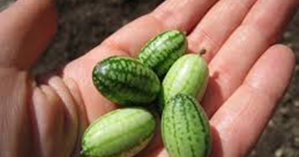 mouse melon health benefits