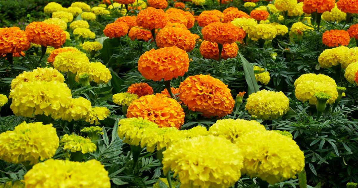 Take full advantage of the rainy season, you will get money 