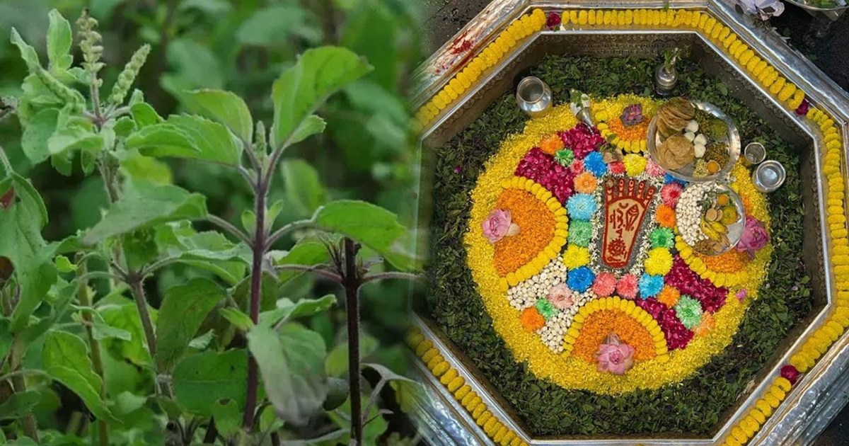 lord-vishnus-feet-are-decorated-with-tulsi-tulsi-leaves-come