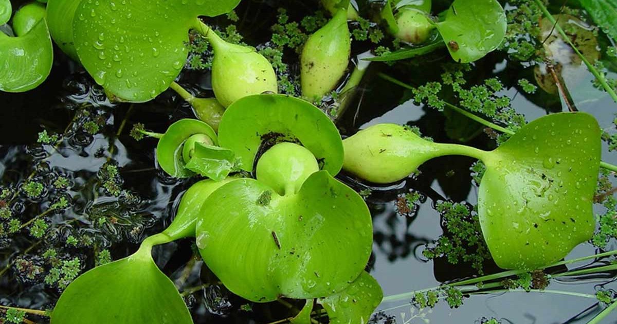 water hyacinth benefits for humans