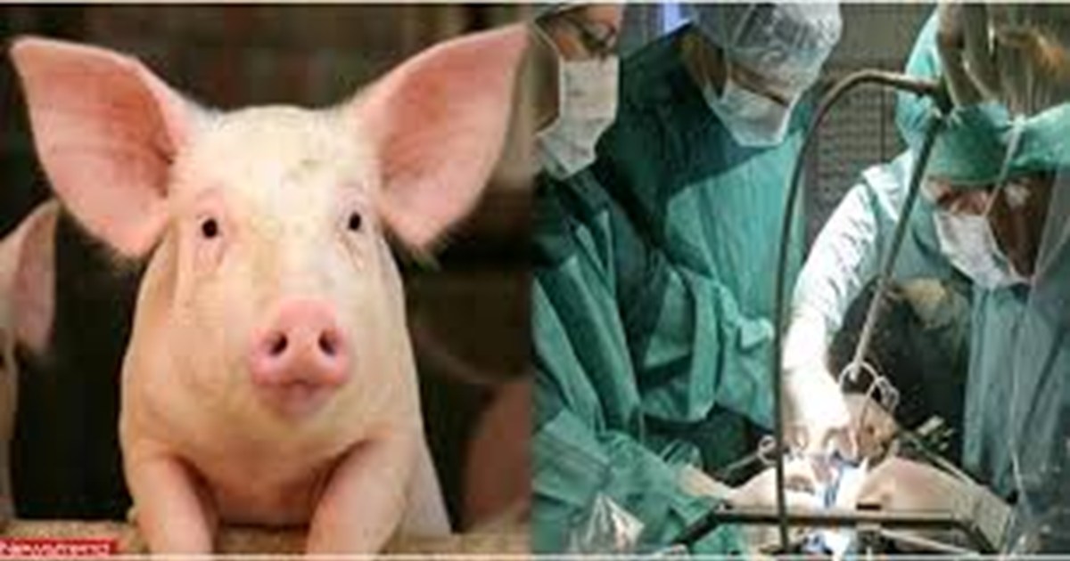 pig kidney in human body