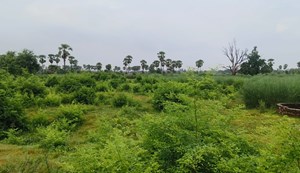 Bihar Vidhansabha ke chunaavi saal mein Magadh-Shahabad ko milega rajkiya krishi mahavidyalaya ka tohfa, 37.5 ekad bhoomi chinhit...