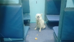 Train mein kutta dekh darkar bhaage yatri : Kutta ne chhudaye railway ke pasine, bogi mein bandha mila dog... Dedh ghante late hui train