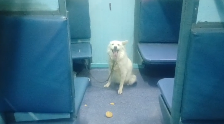 Train mein kutta dekh darkar bhaage yatri : Kutta ne chhuday Train mein kutta dekh darkar bhaage yatri : Kutta ne chhuday