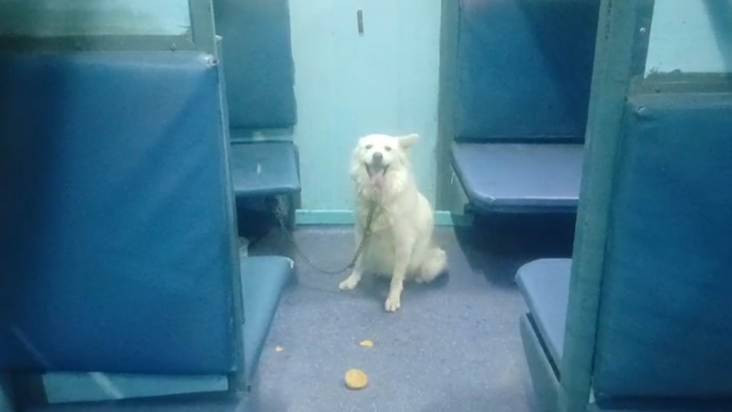 Train mein kutta dekh darkar bhaage yatri : Kutta ne chhuday