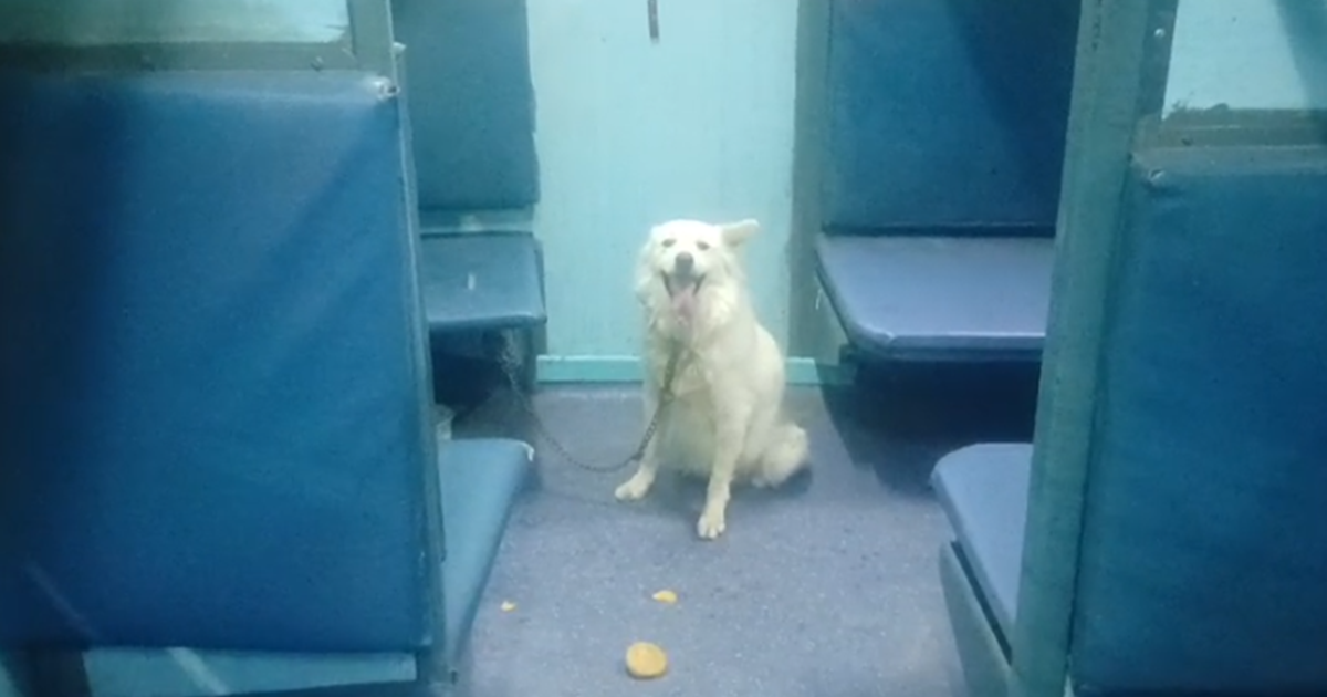 Train mein kutta dekh darkar bhaage yatri : Kutta ne chhuday