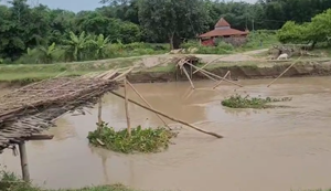 Bihar Flood Sursar nadi par bana Chachari pul dhvast, gaon ke log pareshan... bachon ka padhna-pathna prabhavit.