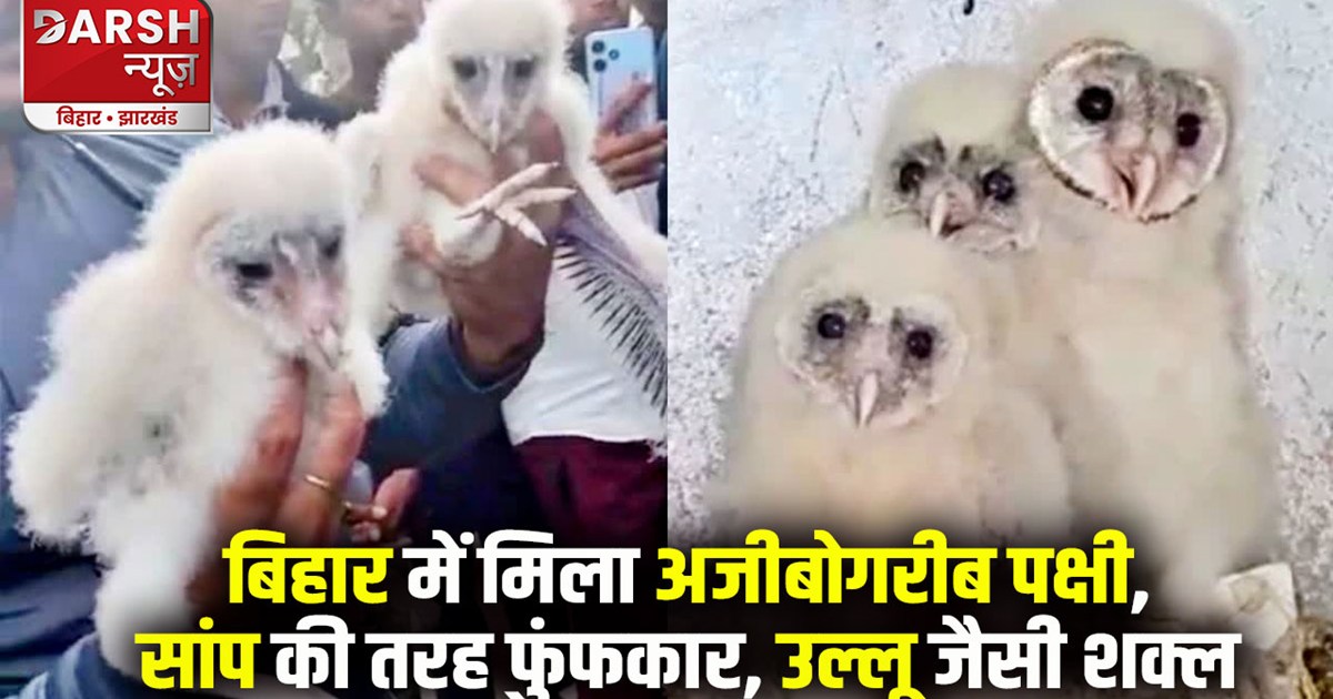 jatayu-found-in-bihar-hiss-of-a-snake-look-like-an-owl