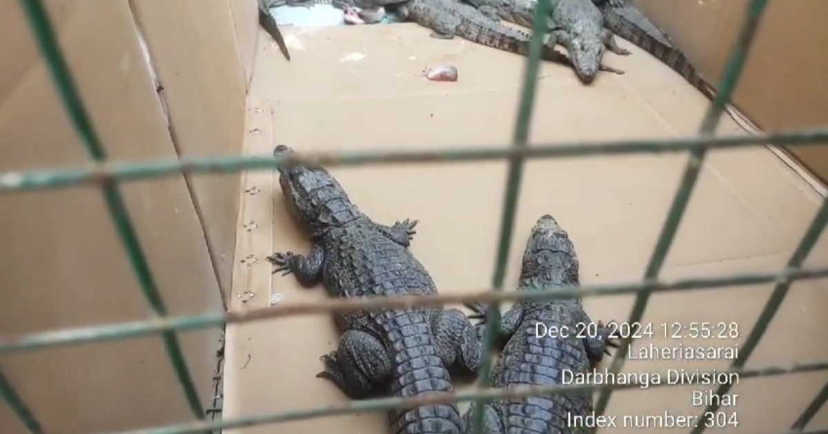 8 crocodiles recovered in Darbhanga, three smugglers arreste