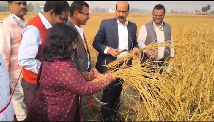 When IAS officers reached the field in suit-boot to harvest 