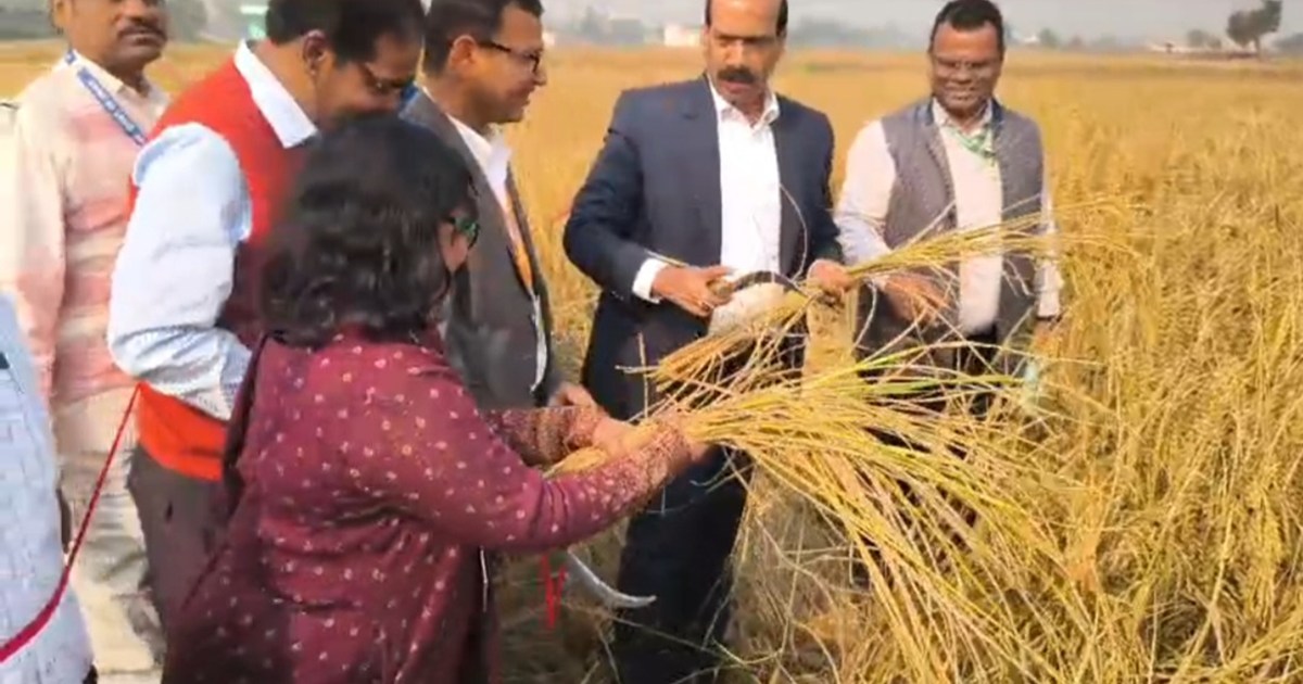 When IAS officers reached the field in suit-boot to harvest 