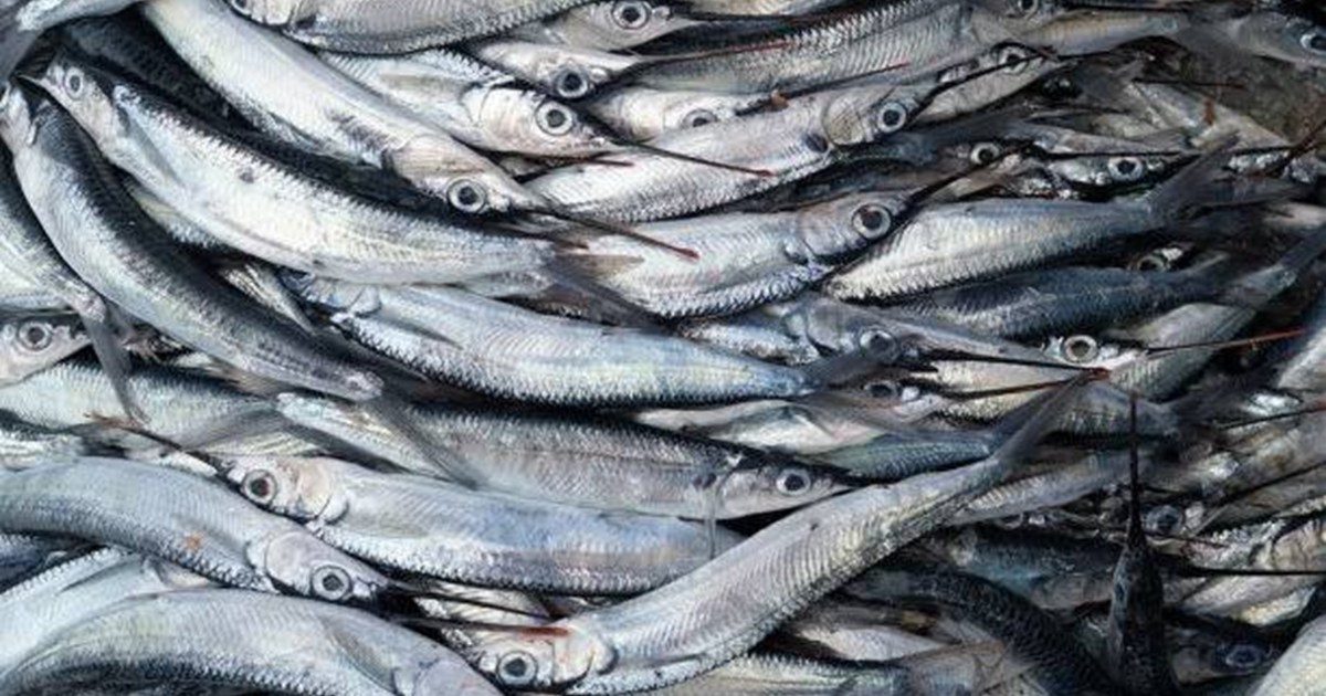 After bank and businessman, now fish looted in Bihar, compla