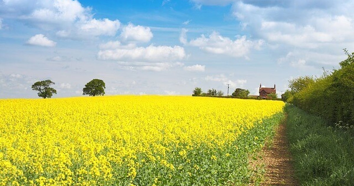 Life returned to the places where the wells had dried up.