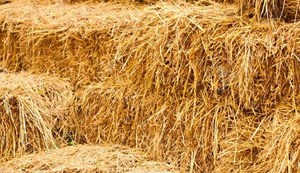 Burning crop residue is not only harmful to the environment but also detrimental to the farmers.