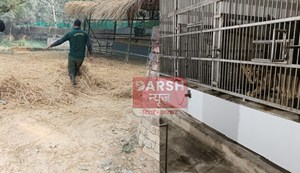 Blanket to the python and Chyawanprash to the chimpanzee