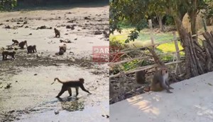 People in Katihar are troubled by the menace of monkeys.