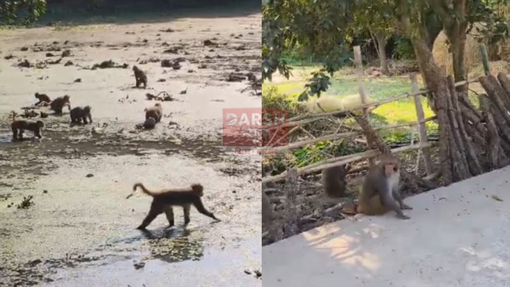 People in Katihar are troubled by the menace of monkeys.