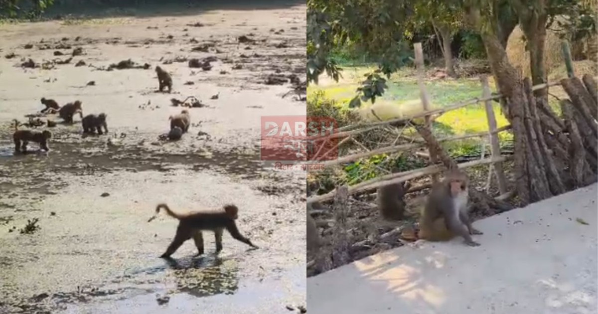 People in Katihar are troubled by the menace of monkeys.