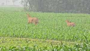 Nilgai wreaks havoc in Araria, farmers' hard work goes to waste