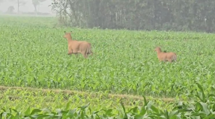 Nilgai wreaks havoc in Araria, farmers' hard work goes to wa