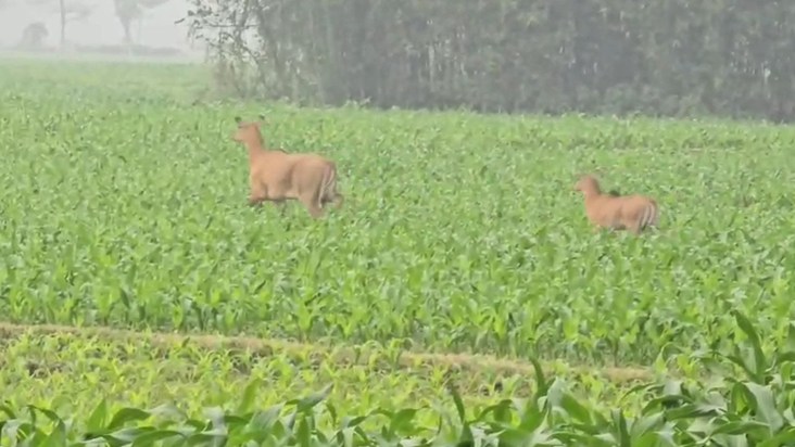 Nilgai wreaks havoc in Araria, farmers' hard work goes to wa