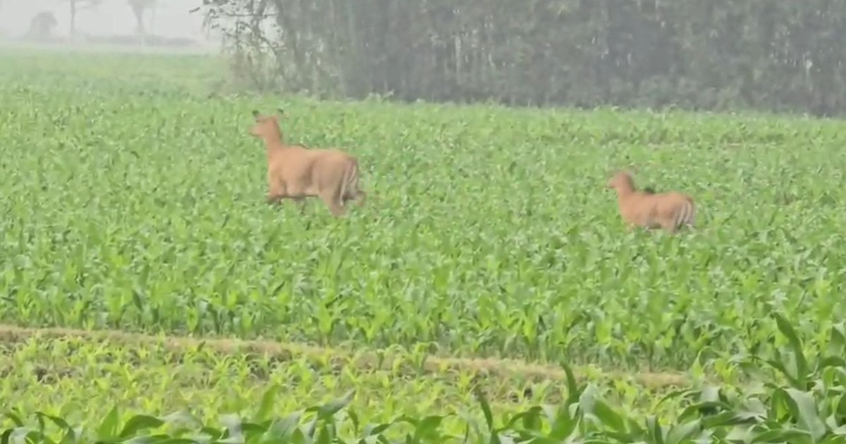 Nilgai wreaks havoc in Araria, farmers' hard work goes to wa