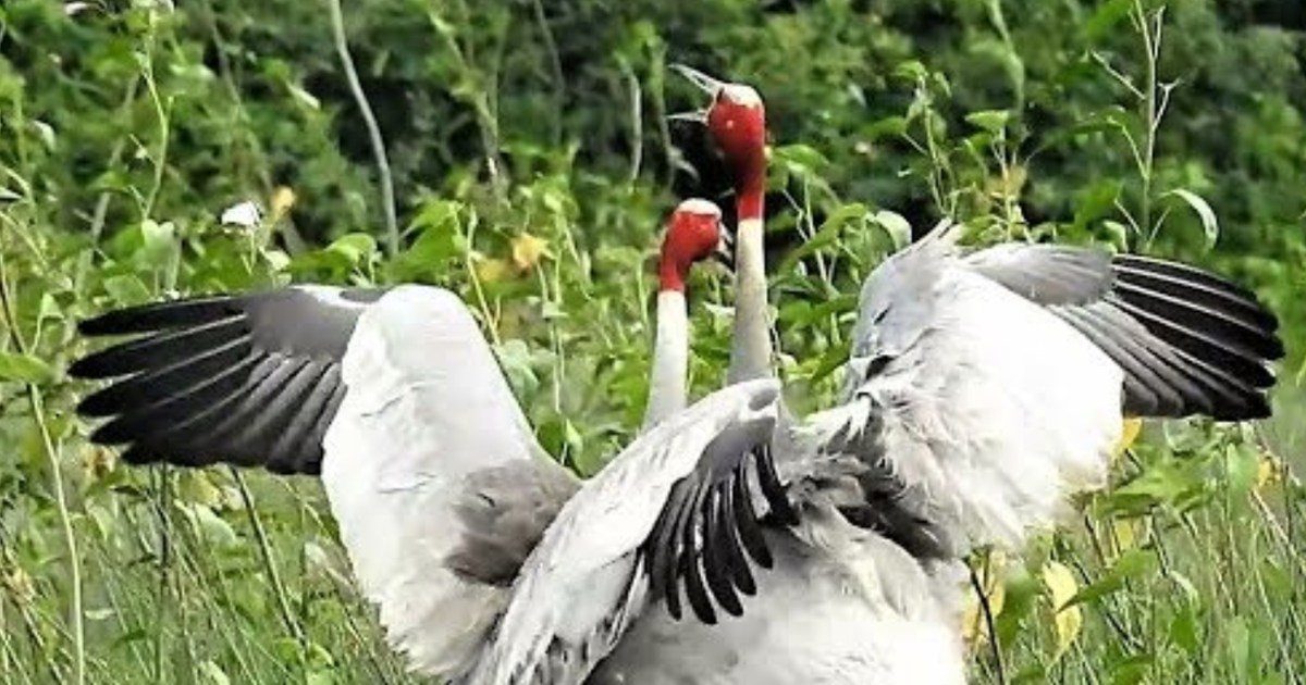 This amazing love story of cranes, living and dying together