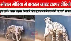 White tiger video viral on social media