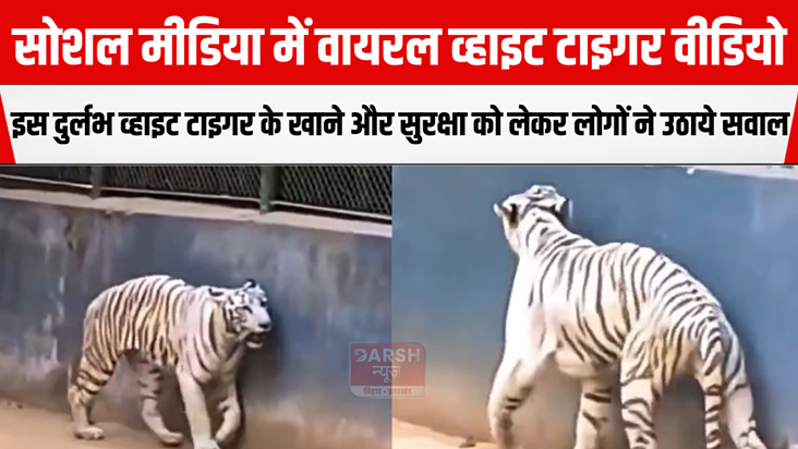 White tiger video viral on social media