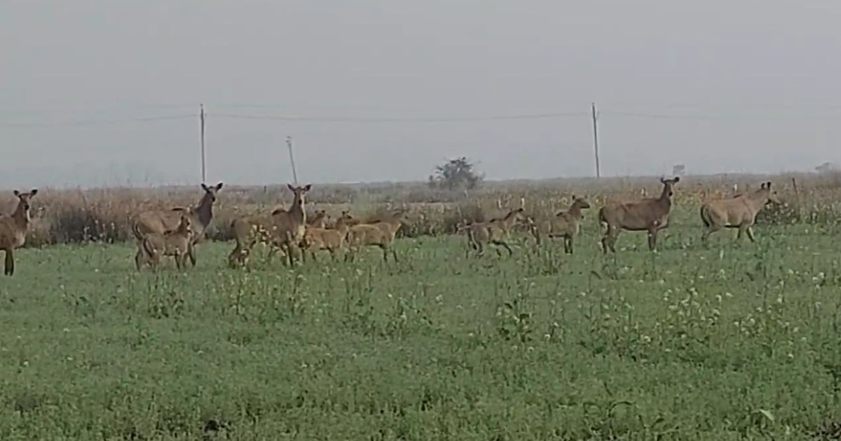 Farmers of Jehanabad are troubled by Nilgai