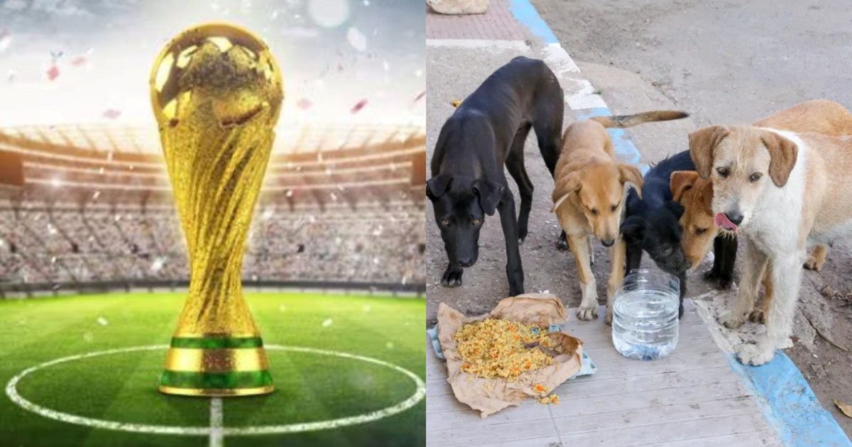 Big step regarding street dogs in Morocco, chaos before FIFA