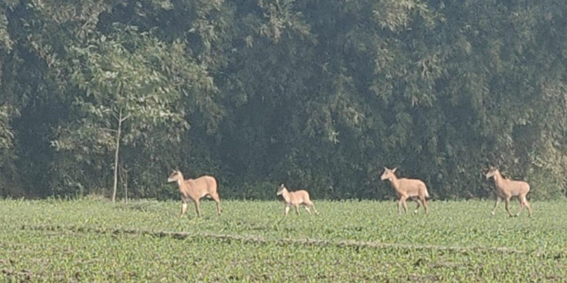 Araria farmers are troubled by the terror of Nilgai