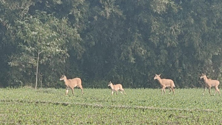 Araria farmers are troubled by the terror of Nilgai