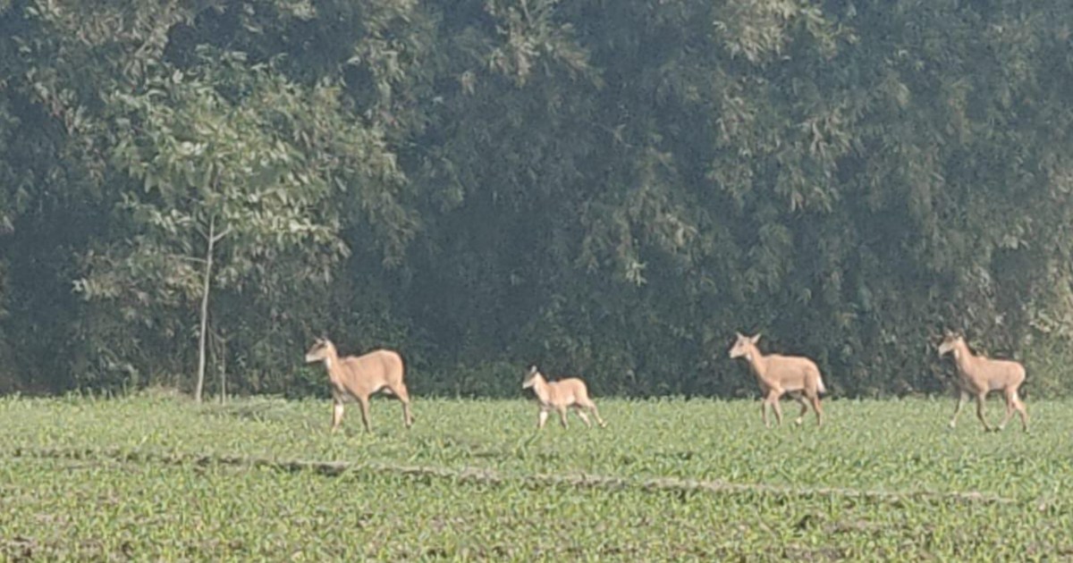Araria farmers are troubled by the terror of Nilgai