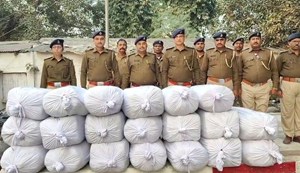 620 kg of marijuana was hidden in a maize field in Veerpur, police busted it.