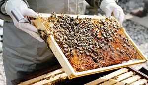 Bihar is making a sweet leap in honey production.