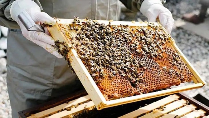 Bihar is making a sweet leap in honey production.