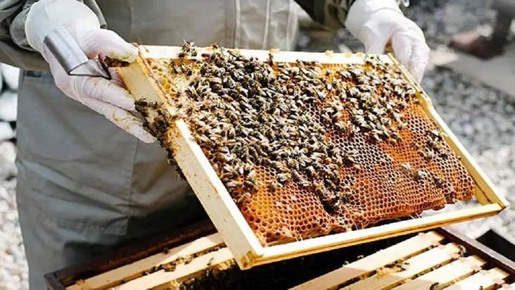 Bihar is making a sweet leap in honey production.