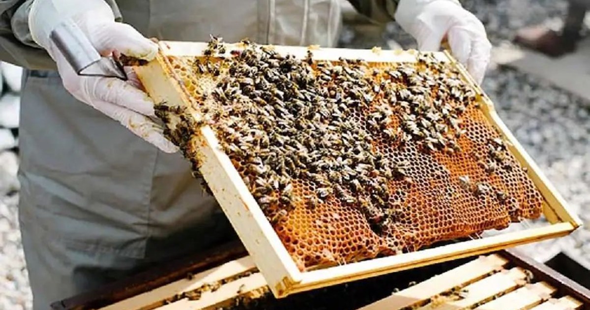 Bihar is making a sweet leap in honey production.