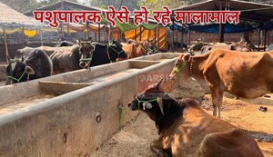 Livestock farmers in Bihar are becoming wealthy.