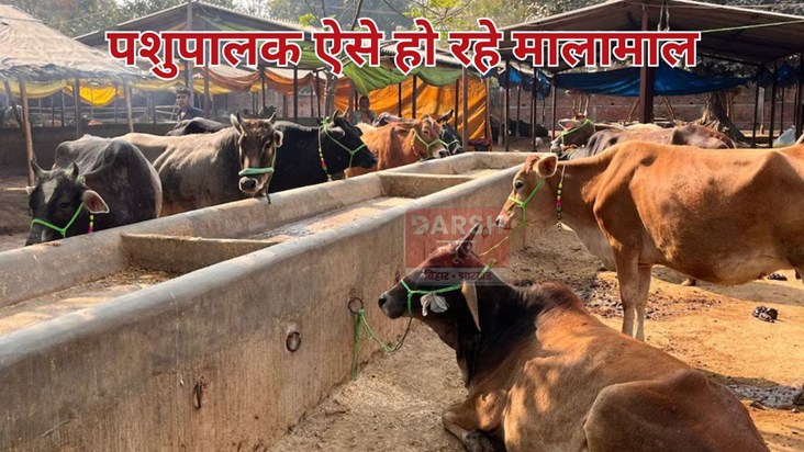 Livestock farmers in Bihar are becoming wealthy.