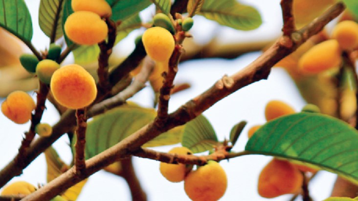 badhal fruit monkey jack healthy for humans