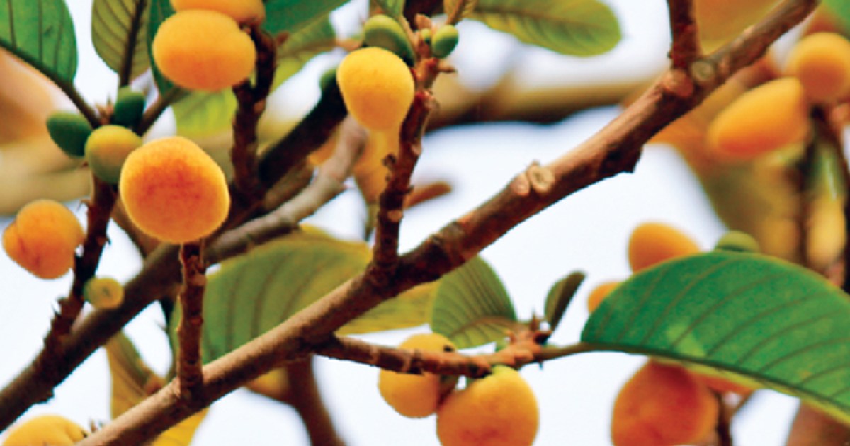 badhal fruit monkey jack healthy for humans