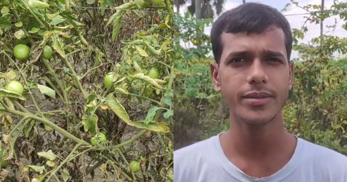 Traders who stock tomatoes in cold storage become rich